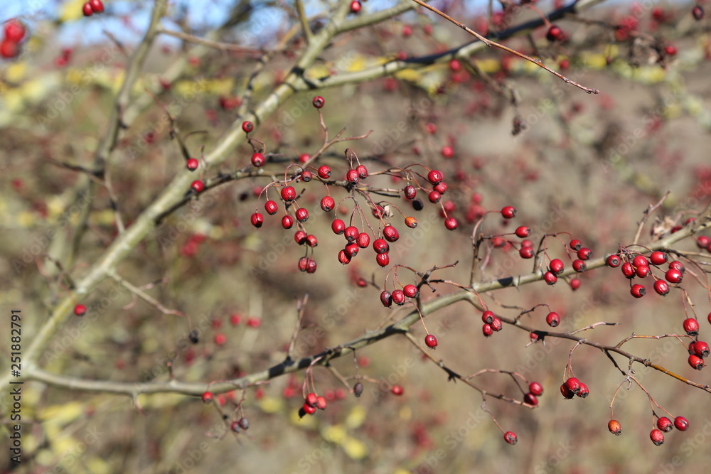 Red berries on branches of bushes in the forest