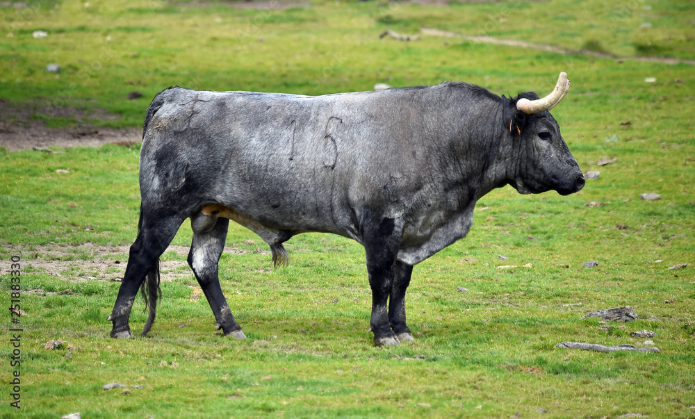 toro español en ganaderia toro español en ganaderia