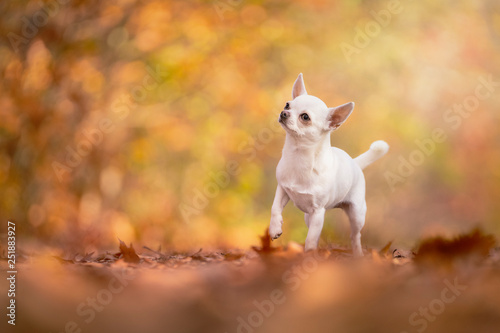 Chihuahua dog sitting in an autumn forest lane with sunbeams