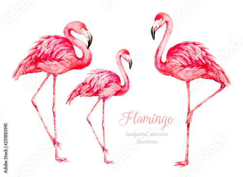 Flamingo. Watercolor botanical illustration