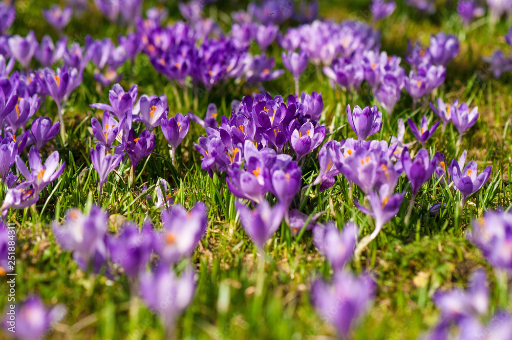 Colorful spring landscape in Carpathiands with fields of blooming crocuses. Purple Saffron blossoms on a bright sunny day in the pasture. View of blooming Crocuses on a Meadow. Colorful spring landscape in Carpathiands with fields of blooming crocuses. Purple Saffron blossoms on a bright sunny day in the pasture. View of blooming Crocuses on a Meadow.