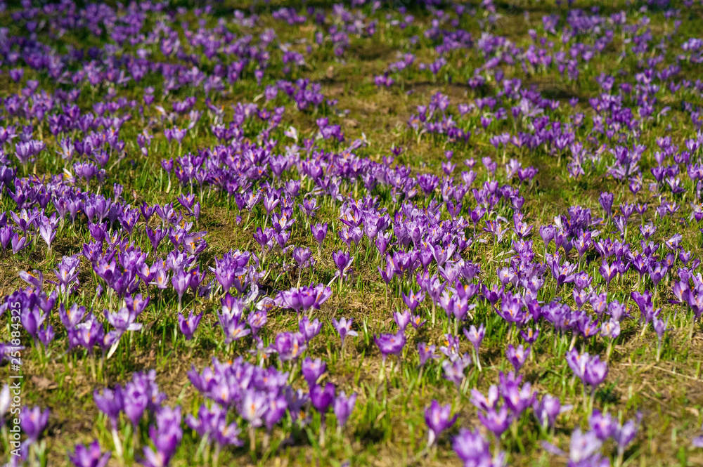 Colorful spring landscape in Carpathiands with fields of blooming crocuses. Purple Saffron blossoms on a bright sunny day in the pasture. View of blooming Crocuses on a Meadow.