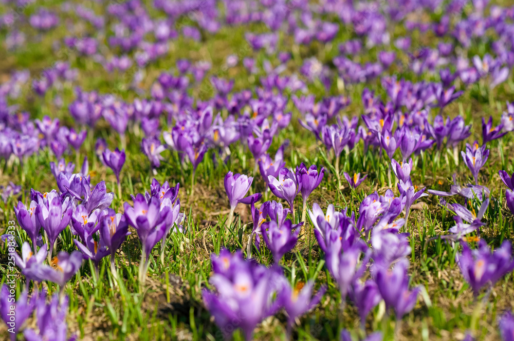 Colorful spring landscape in Carpathiands with fields of blooming crocuses. Purple Saffron blossoms on a bright sunny day in the pasture. View of blooming Crocuses on a Meadow. Colorful spring landscape in Carpathiands with fields of blooming crocuses. Purple Saffron blossoms on a bright sunny day in the pasture. View of blooming Crocuses on a Meadow.