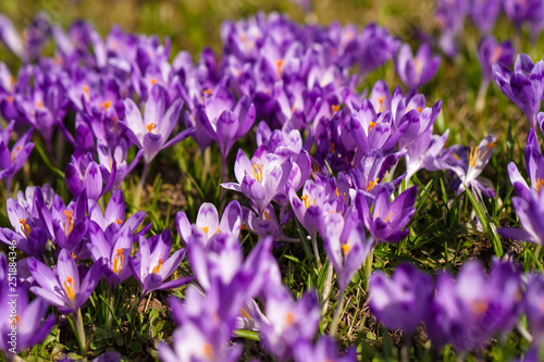 Colorful spring landscape in Carpathiands with fields of blooming crocuses. Purple Saffron blossoms on a bright sunny day in the pasture. View of blooming Crocuses on a Meadow.