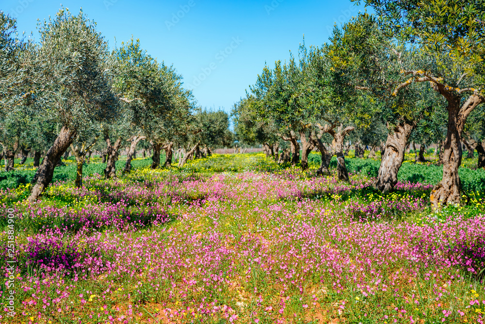 Incredible olive orchard. Picturesque day and gorgeous scene.