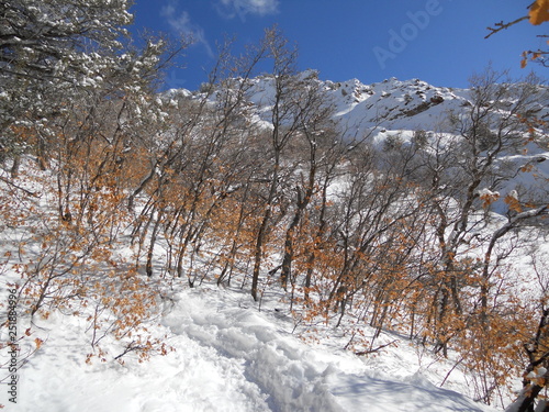 Paisaje con arbustos y arboles en la nieve en dia excellente y cielo azul. Monte Olympus en Utah Salt Lake City de Estados Unidos  photo