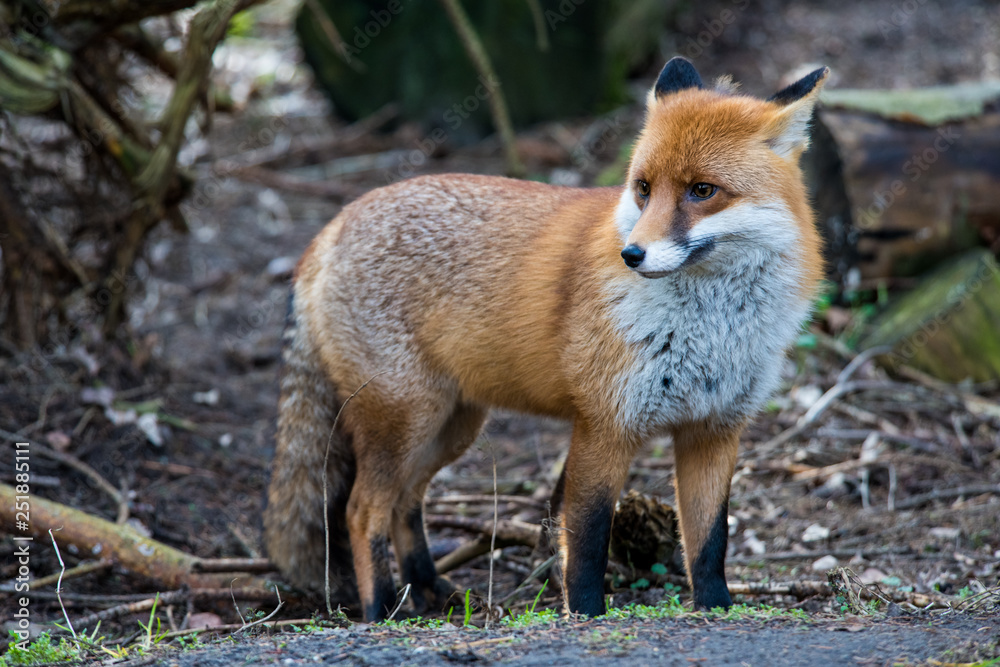 Rotfuchs, stehend, in natürlicher Umgebung