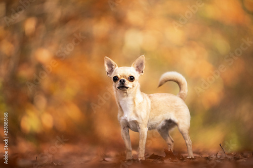 Chihuahua dog sitting in an autumn forest lane with sunbeams