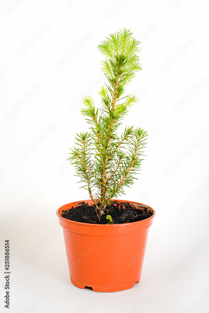 Green potted plant on white background