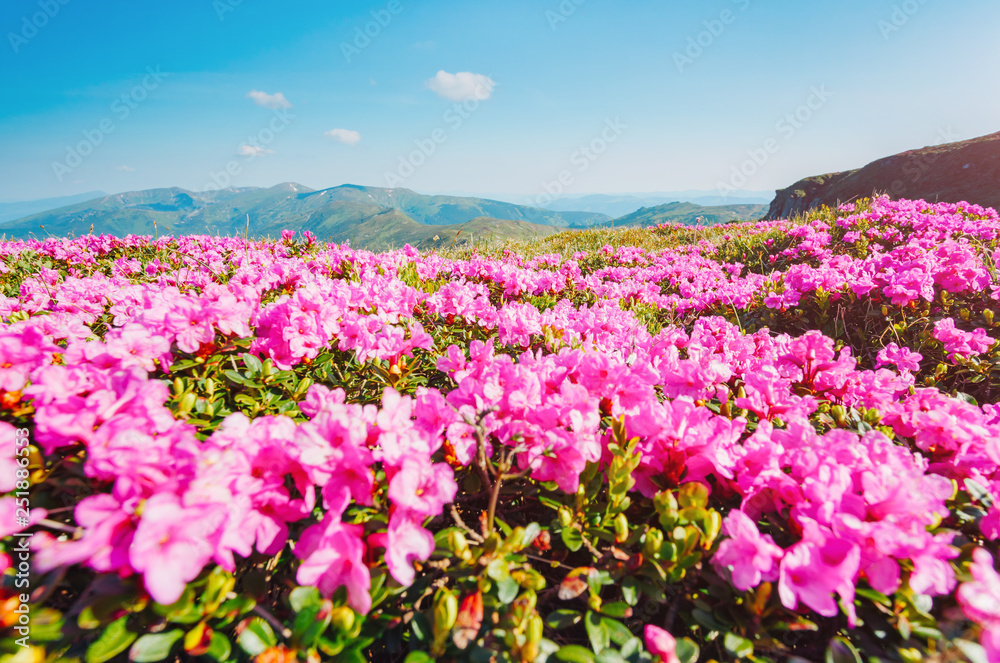 Captivating scene of the alpine valley in sunlight. Location place Carpathian Ukraine, Europe. Captivating scene of the alpine valley in sunlight. Location place Carpathian Ukraine, Europe.