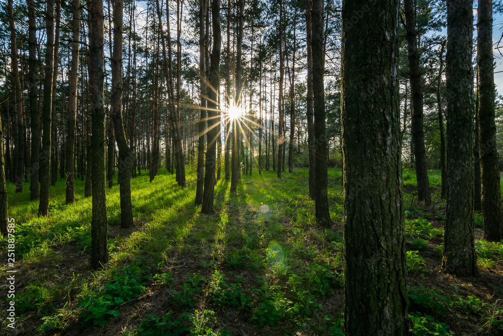 Obraz premium In summer, the sun's rays in the pine forest shine on the green grass through the trunks of trees.