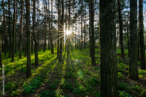 In summer, the sun's rays in the pine forest shine on the green grass through the trunks of trees.
