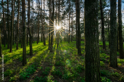 In summer  the sun s rays in the pine forest shine on the green grass through the trunks of trees.