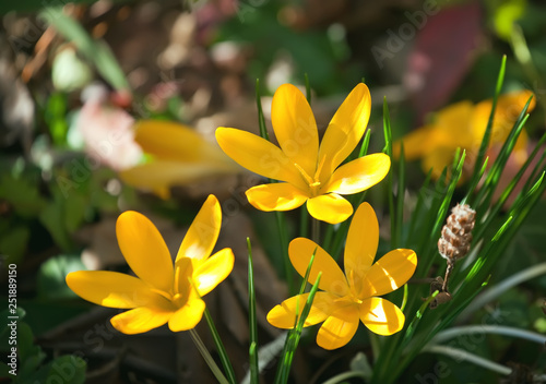 spring crocus