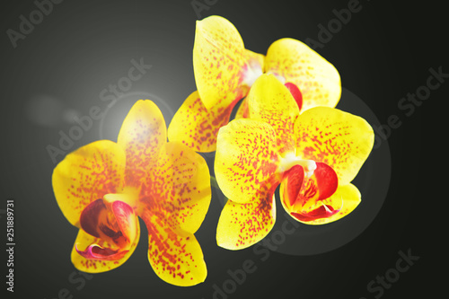 Blossom orchid flowers on black with light effect