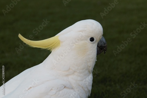white parrot in the park in Sydney australia 