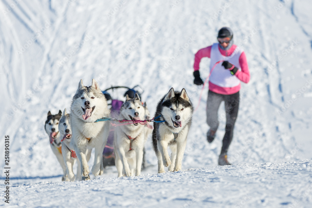 Naklejka premium Musher biegnie obok psów husky wspinających się na wzgórze