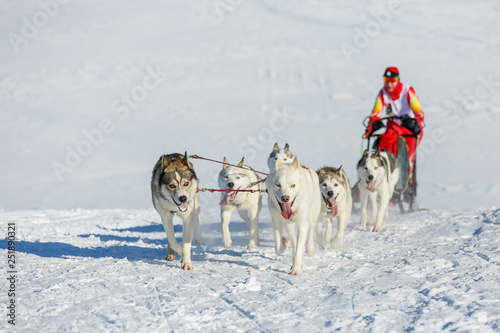 A team of six husky sled dogs running on a snowy road
