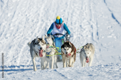 Sled dog race on snow in winter