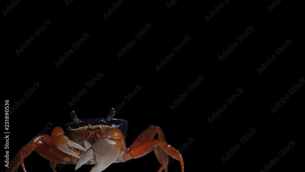 Chroma Key Effect Stock Animal Footage Crab