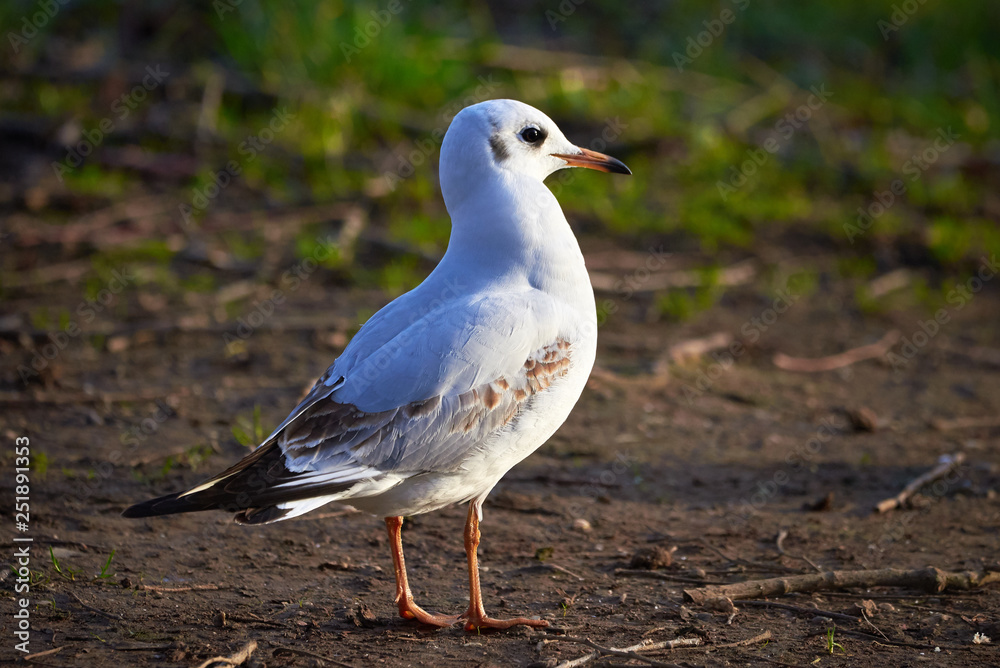 Black headed gull ( Larus ridibundus ) Closeup in winter plumage Black headed gull ( Larus ridibundus ) Closeup in winter plumage