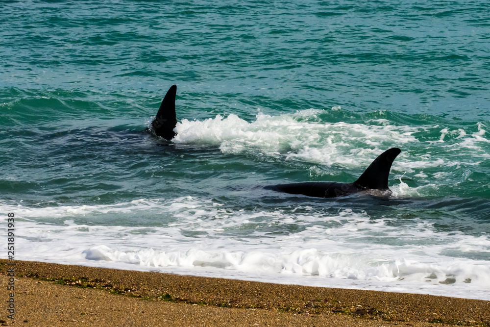 Fototapeta premium Orcas hunting sea lions, Patagonia , Argentina