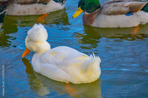 Ducks