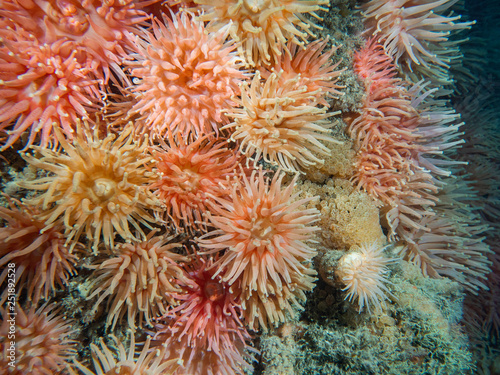 Podwodne ujęcie kolorowych anemonów żyjących w arktycznych wodach.