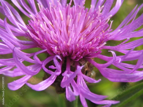 Wiesen-Flockenblume