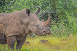 Male bull Cute White Rhino or Rhinoceros in a game reserve in So