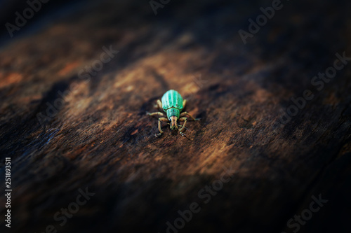 Polydrusus sericeus, Green Immigrant Leaf Weevil, Blue bug photo