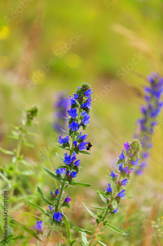 Blooming vibrant blue Echium vulgare, blueweed flower plants in the field.
