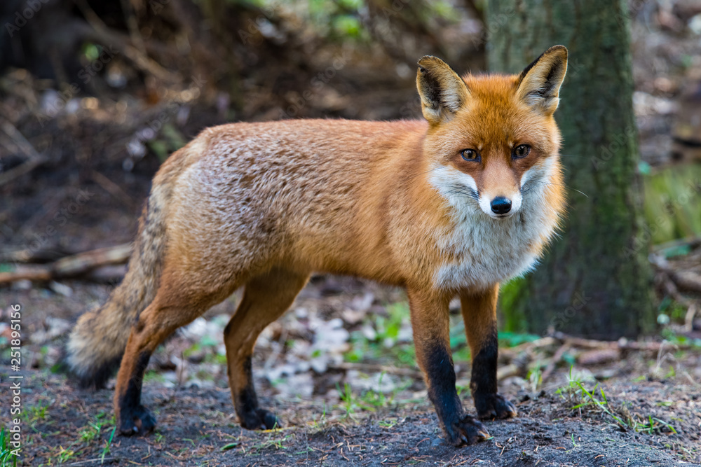 Fuchs, stehend, in natürlicher Umgebung
