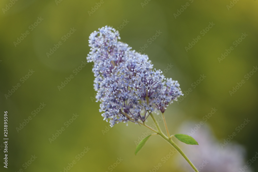 close-up view of green twig with beautiful blooming buddleia flowers on blurred natural background close-up view of green twig with beautiful blooming buddleia flowers on blurred natural background