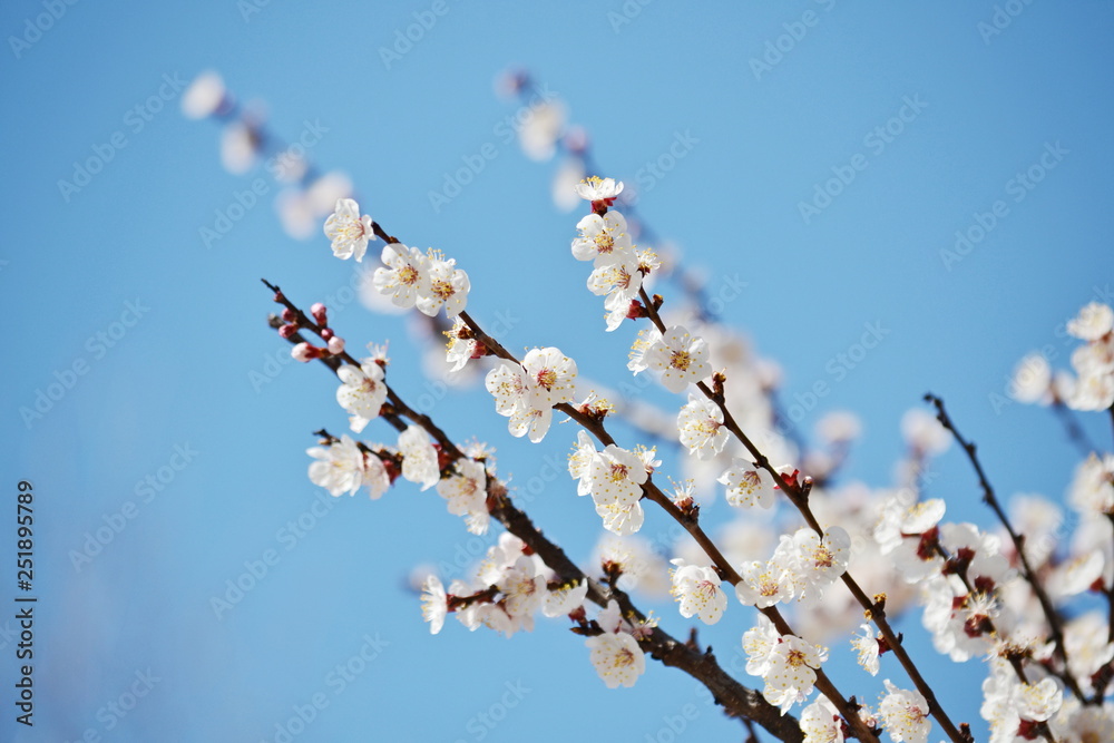 Flowering branch sakura spring. Spring pink flowers. Floral card nature. Blossom flowers. Natural landscape. Nature love. Cherry isolated. Sunny day. Natural color. Floral pattern Flowering branch sakura spring. Spring pink flowers. Floral card nature. Blossom flowers. Natural landscape. Nature love. Cherry isolated. Sunny day. Natural color. Floral pattern