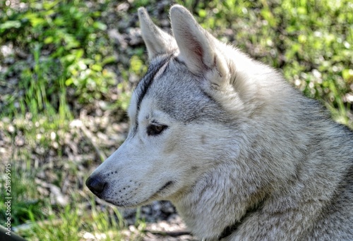 Dog breed Malamute  Husky  dog profile  pet  pet in nature.