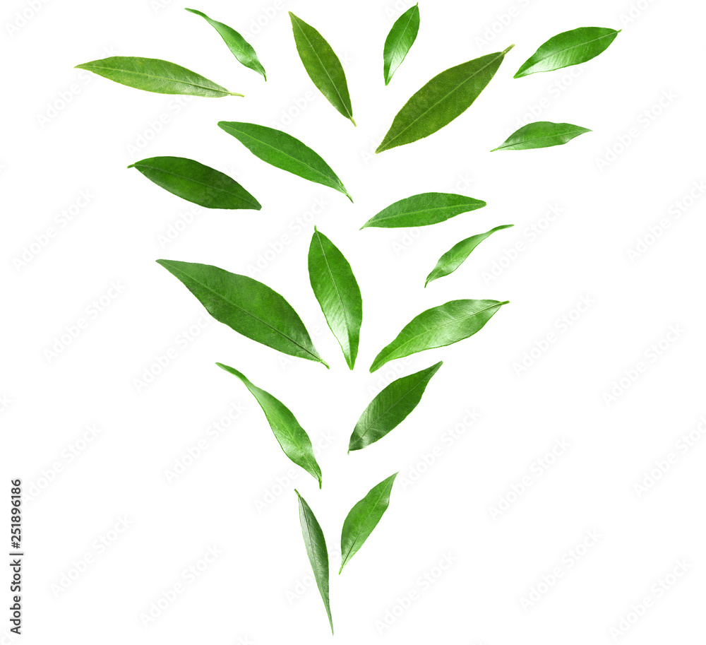 Fototapeta Set of flying green citrus leaves on white background
