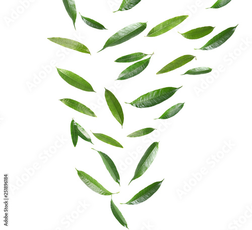Set of flying green mango leaves on white background