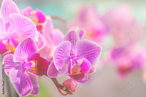 Pink orchid in front of pastel coloured background and creamy bokeh