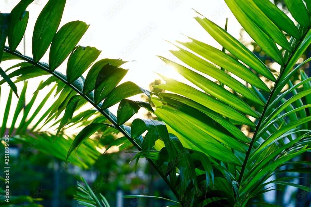 Fototapeta premium Nature green plant 