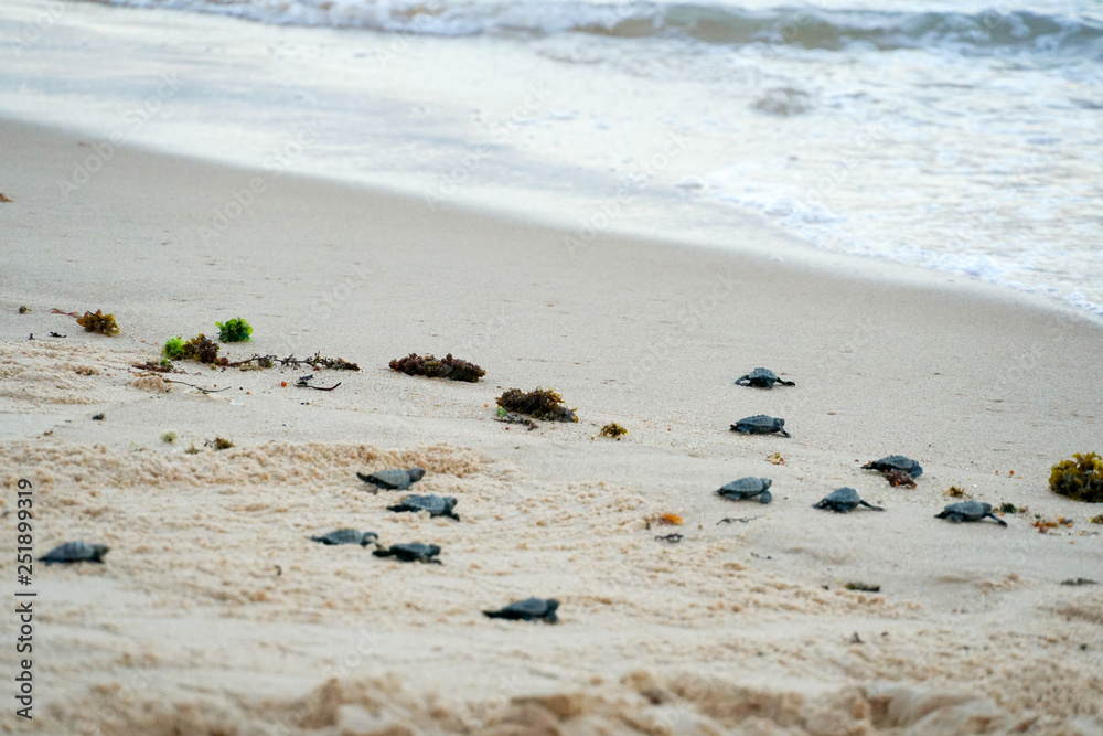 Fototapeta premium Baby turtles doing their first steps to the ocean. Praia Do Forte, Bahia, Brazil. Little Sea Turtle Cub, Crawls along the Sandy shore in the direction of the ocean to Survive, Hatched, New Life.