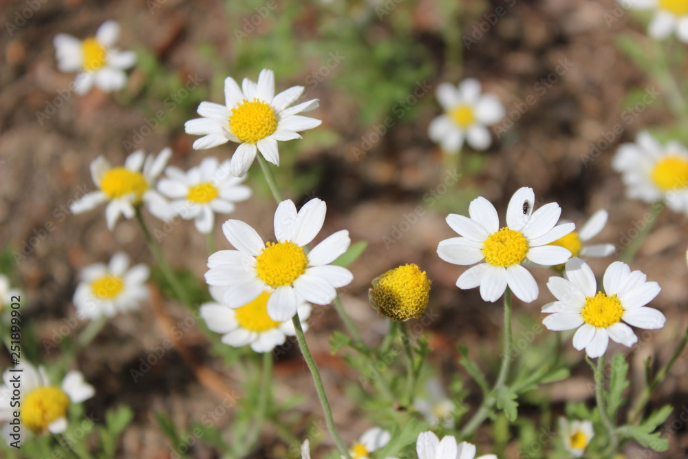 Wild field daisies in the meadow. Natural floral background