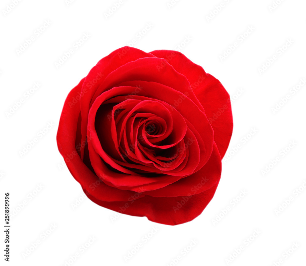 Beautiful red rose on white background, top view. Perfect gift Beautiful red rose on white background, top view. Perfect gift