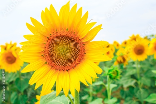 Bright yellow sunflower on the field of blooming sunflowers