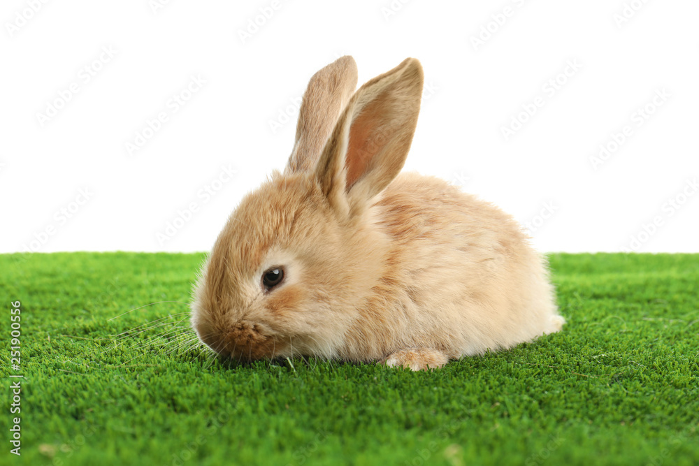 Fototapeta premium Adorable furry Easter bunny on green grass against white background