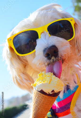 Puppy with ice cream discount