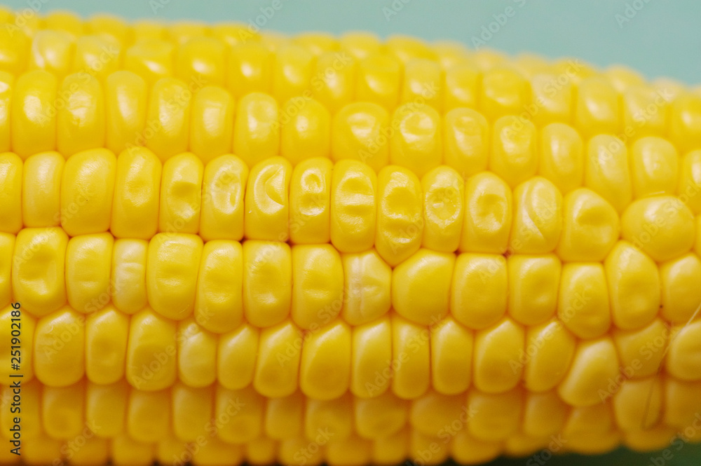 Fresh organic corn on the cob macro view Fresh organic corn on the cob macro view