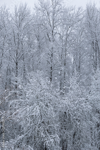 Overall winter scene of snowy tree branches, vertical © pat