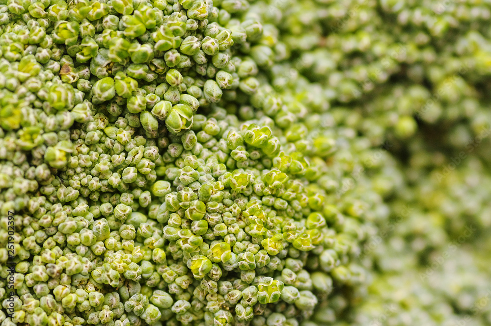 Texture of broccoli close up for background Texture of broccoli close up for background