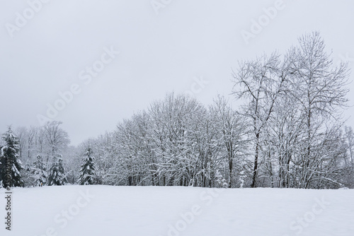snowy winter landscape with trees